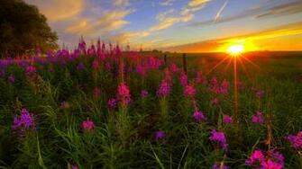 Wildflower Wallpaper Best