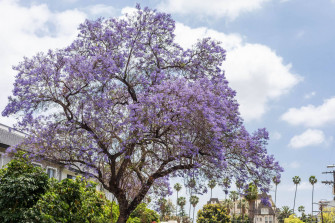 Purple Tree Wallpaper