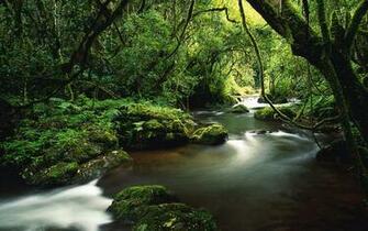 Jungle Wallpaper And Image Pictures Photos