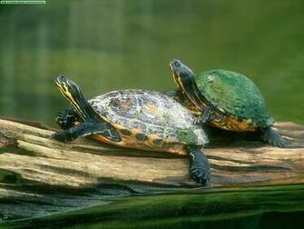 Turtles Photo