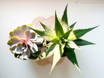 Aloe Vera And Cactus Wallpaper Frozenmist