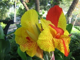 Exotic Flowers Wallpaper
