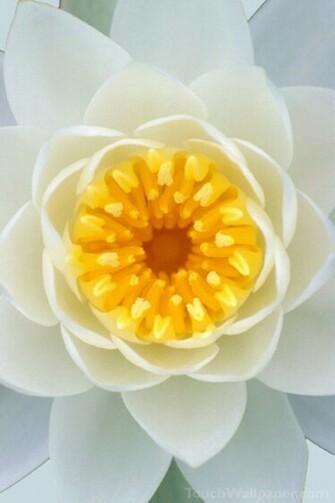 Yellow Flower iPhone HD Wallpaper