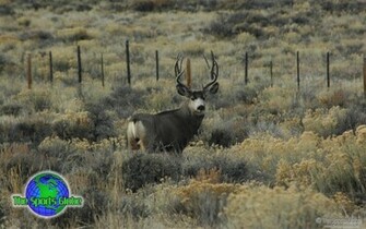 Buck Mule Deer Desktop Wallpaper Are Available In Standard And