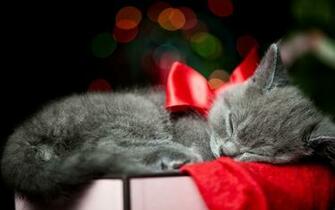 Holidays Christmas Bow Red Animals Cats Kittens Whiskers