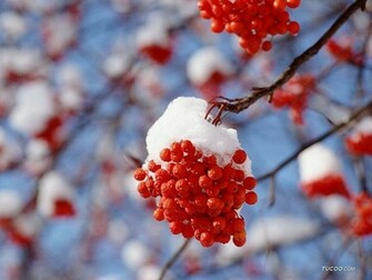 Winter In Japan Hokkaido Wallpaper Of