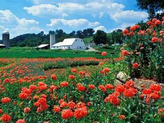 Flowers Wallpaper Farm And Poppies Bardstown Kentucky