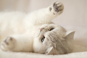 Animal Cat 4k Ultra HD Wallpaper
