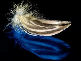 Blue Feather Gold Wallpaper