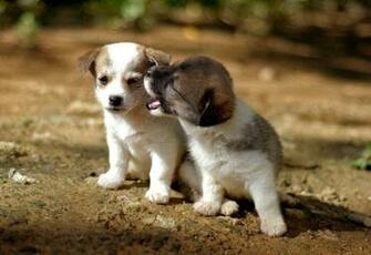 Cute Puppies Wallpaper The Wondrous Pics