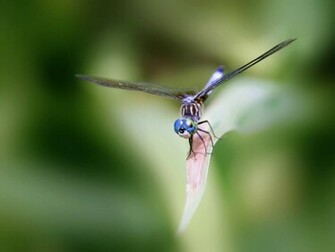 Dragonfly Wallpaper Desktopwallpaper Desktop