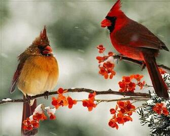 Cardinal Couple Jigsaw Puzzle Puzzlewarehouse
