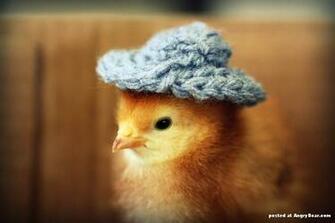 Cute Baby Chicken Wallpaper Chicks