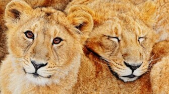 Cute Lion Cubs Wallpaper