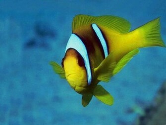 Fish Wallpaper Tropical