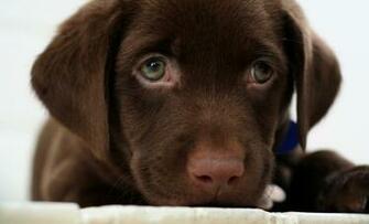 Chocolate Lab Puppy By Buddenbohn