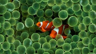 Fish Animals Clown Background Fantasy Clownfish Wallpaper HD