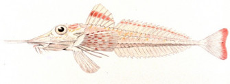 Armored Gurnard Photos And Wallpaper