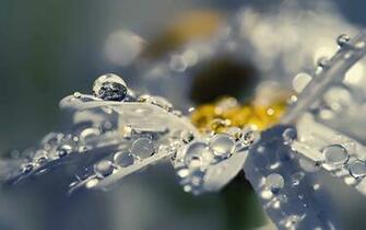 Bud Drops HD Wallpaper