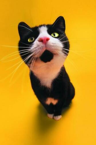 Funny Cat Simply Beautiful iPhone Wallpaper