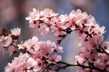 File Pink Plum Blossoms Jpg