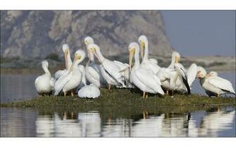 Pelicans