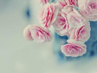 Full HD 1080p Pink Rose Wallpaper One
