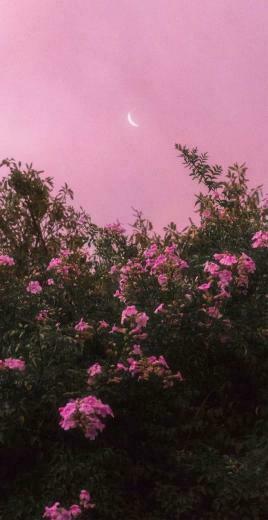 Very Pretty iPhone Xr Wallpaper That Will Jazz Your Phone Up