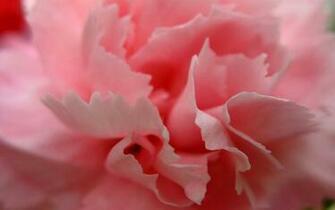 Carnation Wallpaper Albums Festivals V3 Site