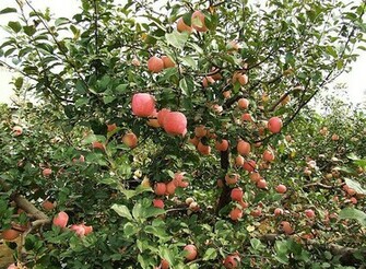 Apple Tree Pictures Trees And Flowers
