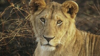 Lioness Wallpaper For iPhone 3g 3gs