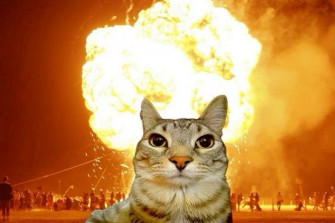 Cat Sjsjsjsj Wallpaper