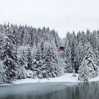 Snow Pine Forest iPad Air Wallpaper iPhone