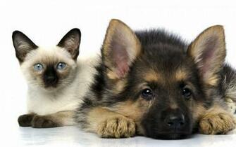 Shake Off The Winter Quick Spring Dog Care Tips Pet