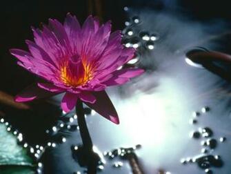 Water Lily Cool Background And Wallpaper For Your Desktop