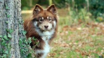 Wallpaper Australian Shepherd Puppy X HDtv 1080p