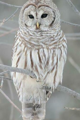 Snowy Owl iPhone Wallpaper HD