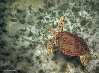 Turtle Swimming St John Computer Desktop Wallpaper