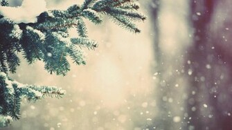 Snow On Pine Tree Cool Wallpaper
