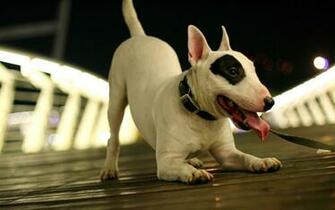 Bull Terrier Wallpaper HD Dh974ur 4usky