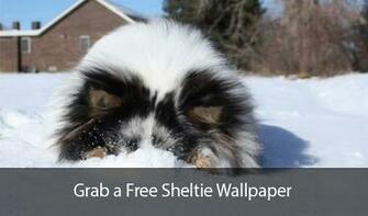 Sheltie Wallpaper