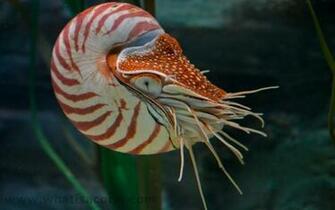 Nautilus Wallpaper