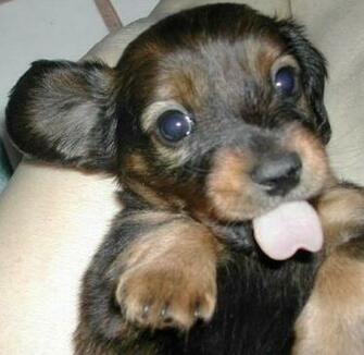 Cute You Ll Find The Best Animal Pictures Puppy