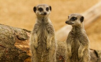 Meerkats Meerkat Wallpaper