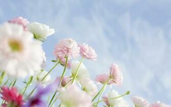 Wildflower Wallpaper