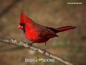 Cardinals Cardinal Bird Flying Sweet Red