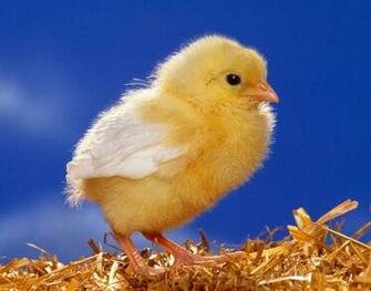 Wallpaper U Cute Beautiful Chickens HD