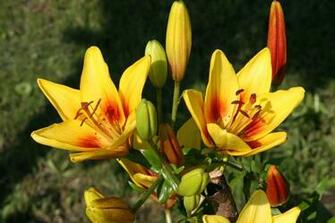Flowers Flower Huge Collection Of Amazing High Resolution Wallpaper