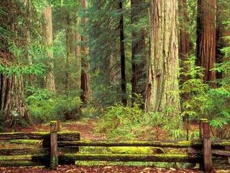 Sentinels Of Time Big Basin Redwood State Park California Picture