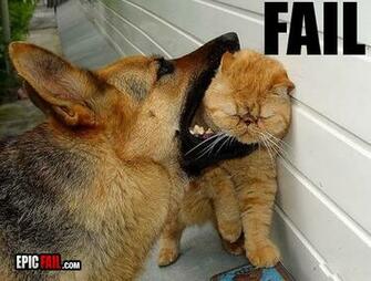 Epic Funny Cat Fails HD Wallpaper